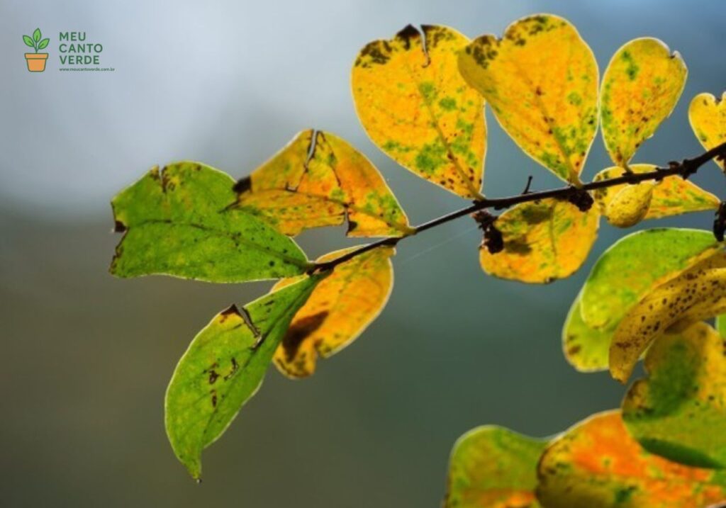 Close-up de folhas de uma planta doentes, apresentando coloração amarelada com manchas escuras, um sinal de possível doença ou deficiência de nutrientes.