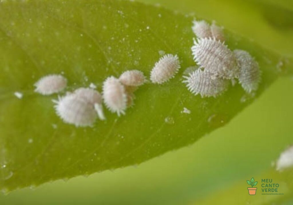 Imagem macro mostrando uma infestação de cochonilhas, pequenas pragas de corpo branco e oval, agrupadas sobre uma folha verde.